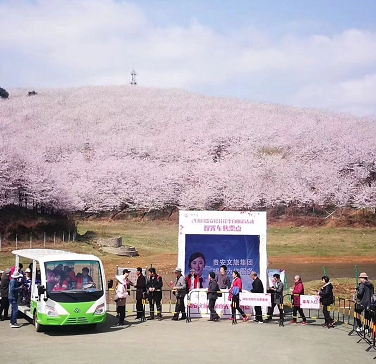 贵安平坝樱花开园 燃油观光车